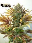 FLASH SEEDS - Purple Sirius Kush Auto