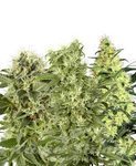WHITE LABEL - Female Mix