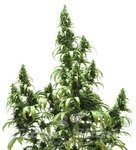 DUTCH PASSION - Auto Blueberry