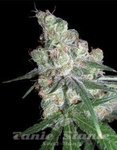 DNA GENETICS - Chocolope