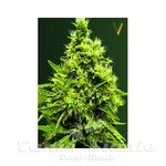 Victory Seeds - White Widow