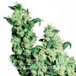 SENSI SEEDS - Jack Herer
