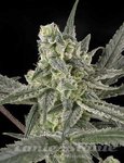 RIPPER SEEDS - Old School