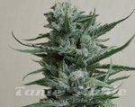 KALASHNIKOV SEEDS - Siberian Haze