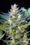 JOINT DOCTOR'S - Diesel Ryder