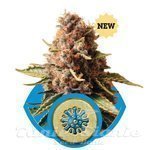 ROYAL QUEEN SEEDS - Euphoria CBD