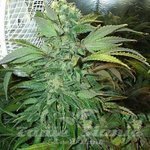 KC BRAINS - K.C. 45