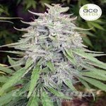Bangui Haze - ACE SEEDS