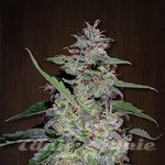 China Yunnan - ACE SEEDS
