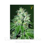 Victory Seeds - Auto OG Kush