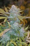 HUMBOLDT SEED - Chocolate Mint OG