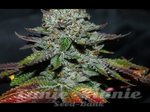 THE CALI CONNECION - Alien OG