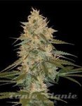 DNA GENETICS - Chocolope Kush