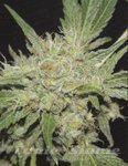 FANTASEEDS - Amazing Haze