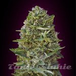 00 SEEDS BANK - Caramel Kush