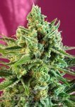 SWEET SEEDS - S.A.D. Sweet Afgani Delicious CBD