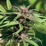 BARNEY’S FARM - Crimea Blue