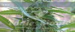 ELITE SEEDS - La Rica