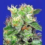 BOMB SEEDS - Medi Bomb 2