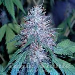 THE CALI CONNECION - Grape Kush