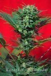 SWEET SEEDS - Speed Devil