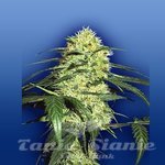 FLYING DUTCHMEN - Dutch Delight