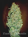 00 SEEDS BANK - Auto Chocolate Skunk