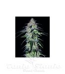 MEPHISTO GENETICS - Sour Hound F2