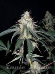 ACE SEEDS - Nepalese Jam