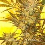 KETAMA SEEDS - Ketama Cheese