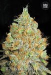 BULK SEED BANK - Critical Mass
