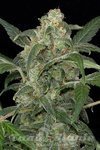 DINAFEM - Haze 2.0 Autoflowering