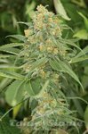 HUMBOLDT SEED - Green Crack