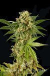 DINAFEM - KUSH-N-CHEESE