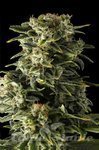 FEMALE SEEDS - Auto Haze