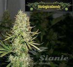 Biological Seeds - Auto Amnesia