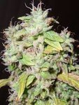 RESIN SEEDS - Sour P