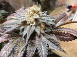 KARMA GENETICS - Headstash