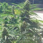 BIOHAZARD SEEDS - Auto Power