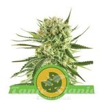 ROYAL QUEEN SEEDS - Royal Cookies Automatic