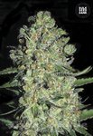 BULK SEED BANK - Auto Chronical