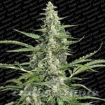 PARADISE SEEDS - Pandora