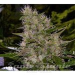Biological Seeds - Auto Critical