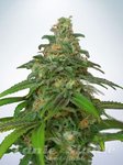 MINISTRY OF CANNABIS - Auto Mandarin Haze