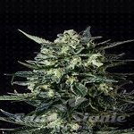 GENOFARM - Thunder Haze Auto