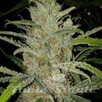 FEMALE SEEDS - White Grapefruit