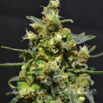 710 GENETICS - Shellshock