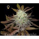 DNA GENETICS - Purple LA