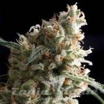 PYRAMID SEEDS - Auto Super Hash