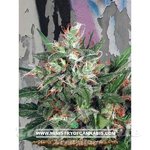 MINISTRY OF CANNABIS - Early XXX